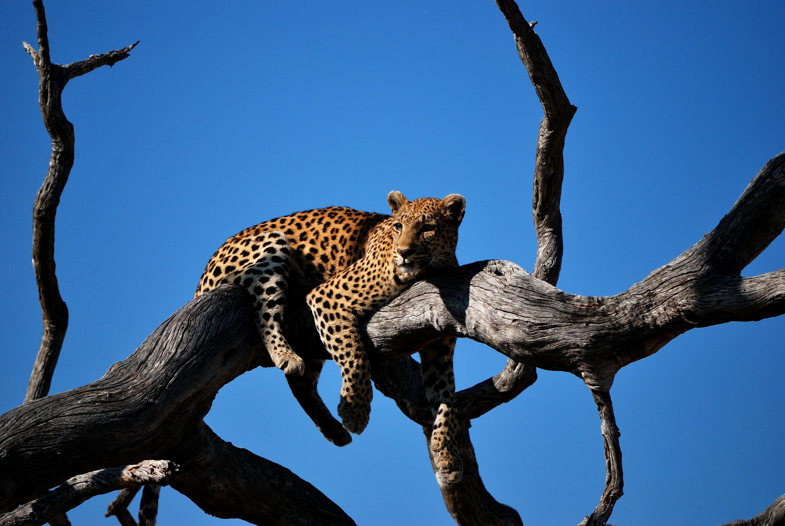 Leopard, game viewing, Kruger national park