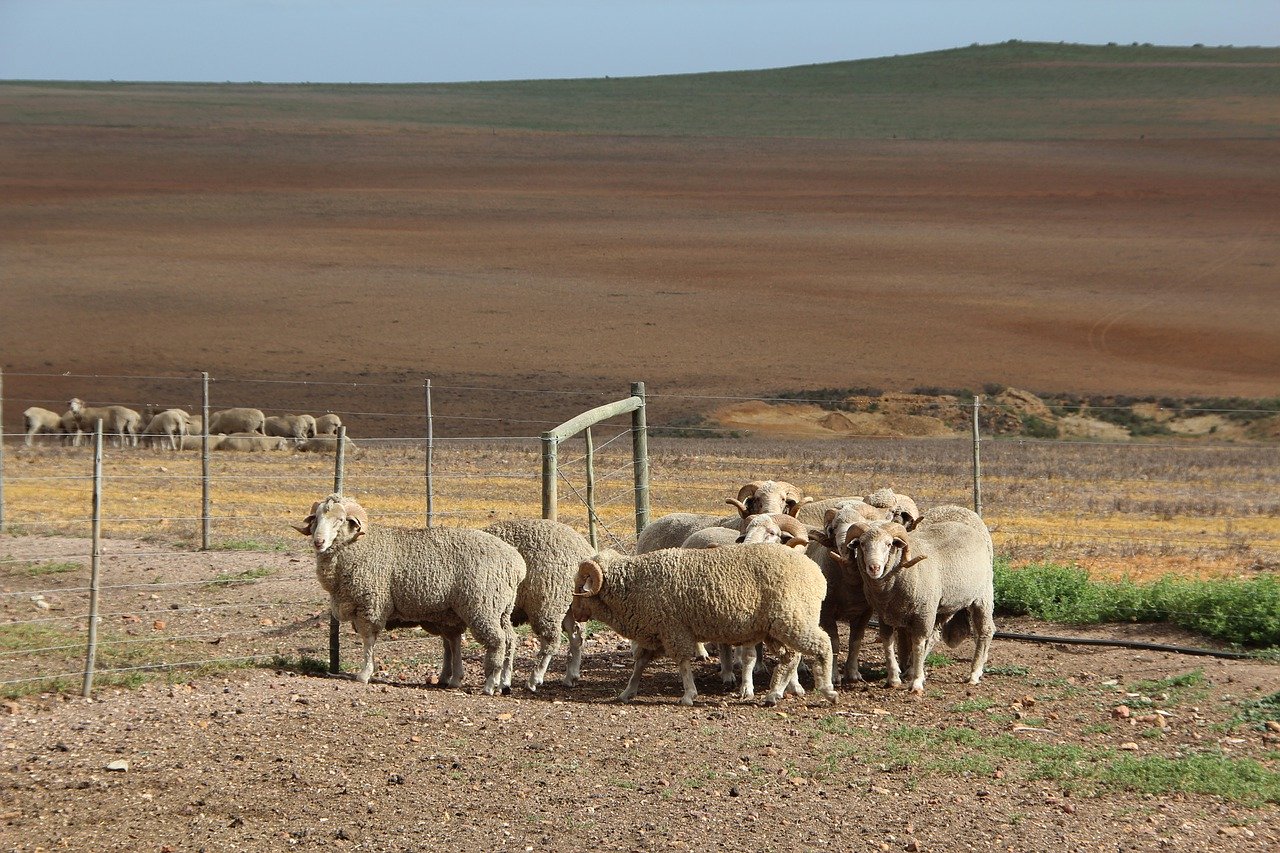 merino sheep, karroo, south africa-4531858
