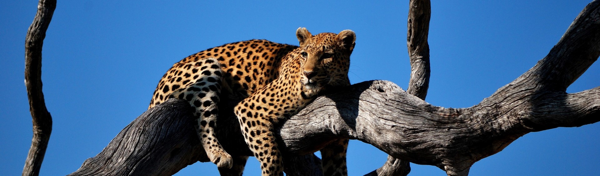 Leopard, game viewing, Kruger national park