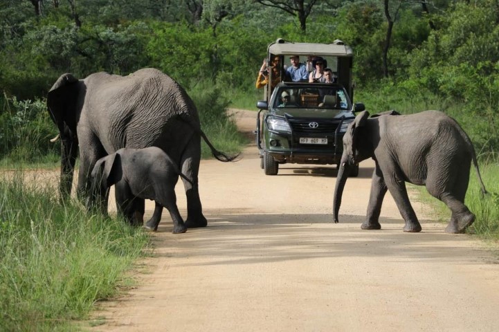 Kruger-national-Park-day-drive