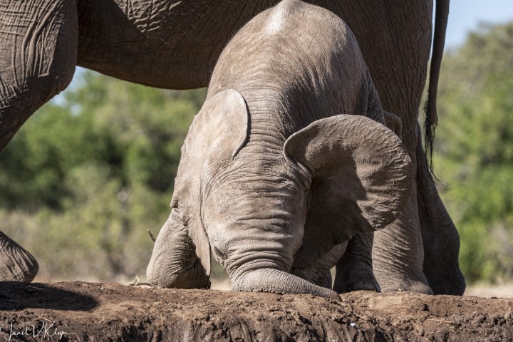 Baby elephant- Janet Kleyn