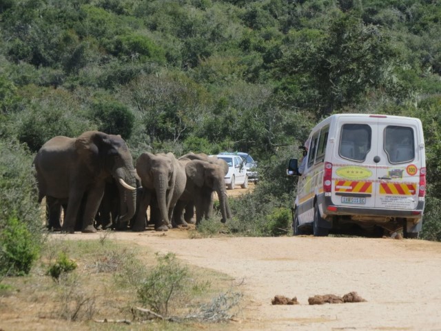 addo elephant national park (1)