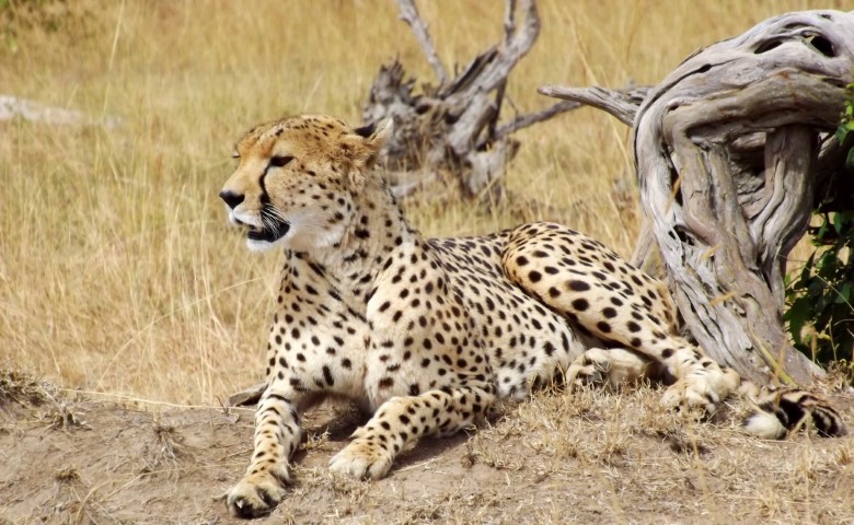 Mara Cheetah