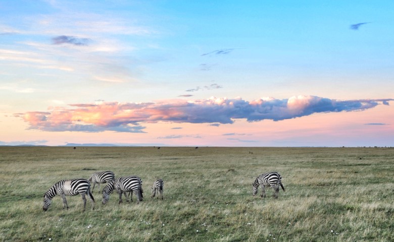 Mara Naibosho Zebras