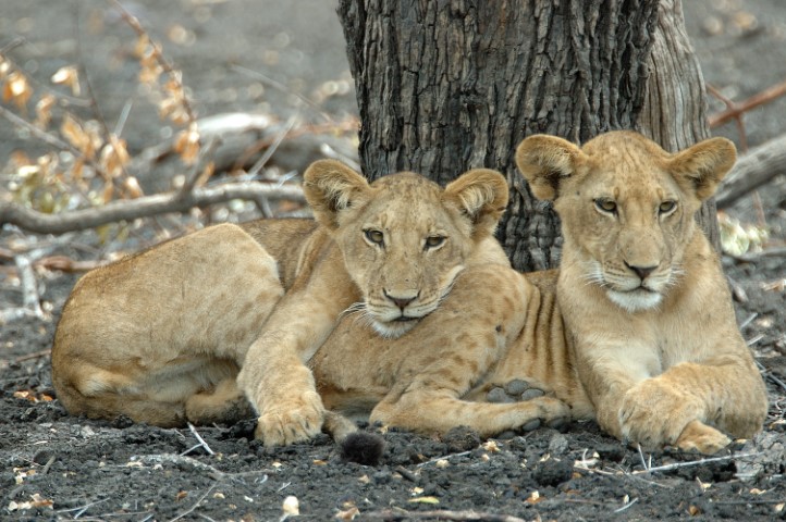 Selous lion cubs