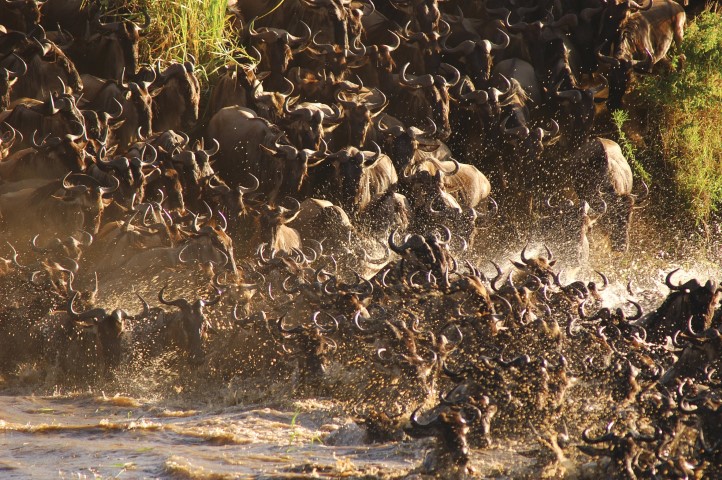 Wildebeest River Crossing