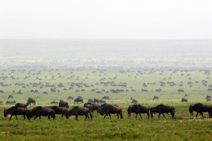 Wildebeest green grass-Serengeti