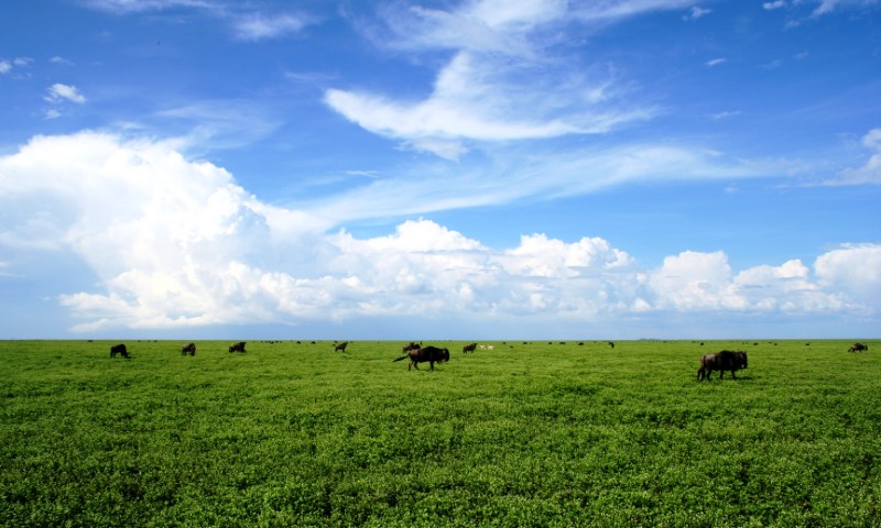 Serengeti Green Grass