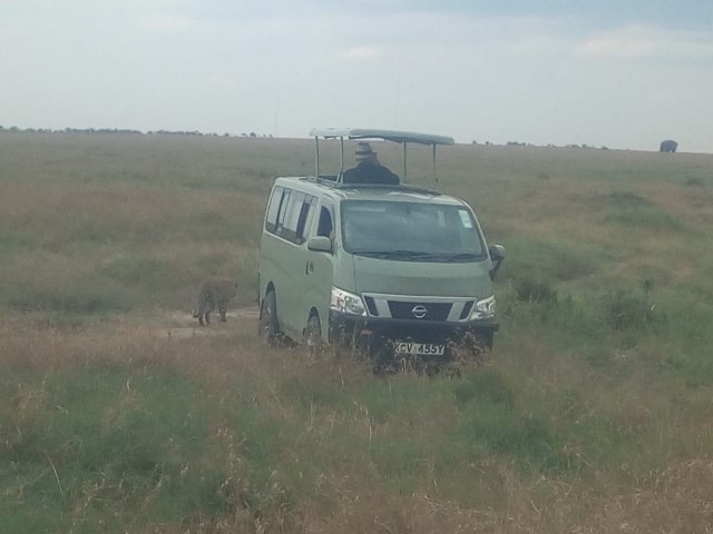 pop up safari Mara