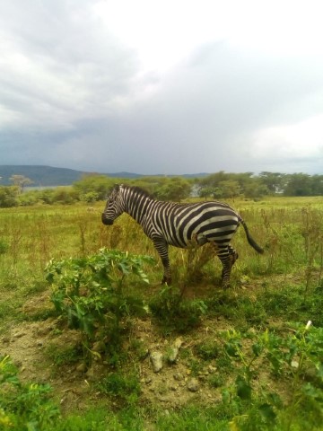 Nakuru Zebra
