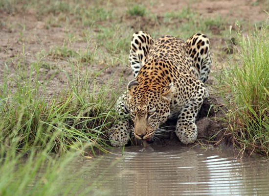 leopard waterhole