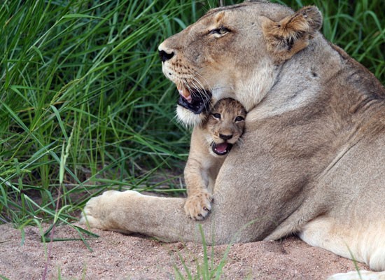 lioness cub timbavati