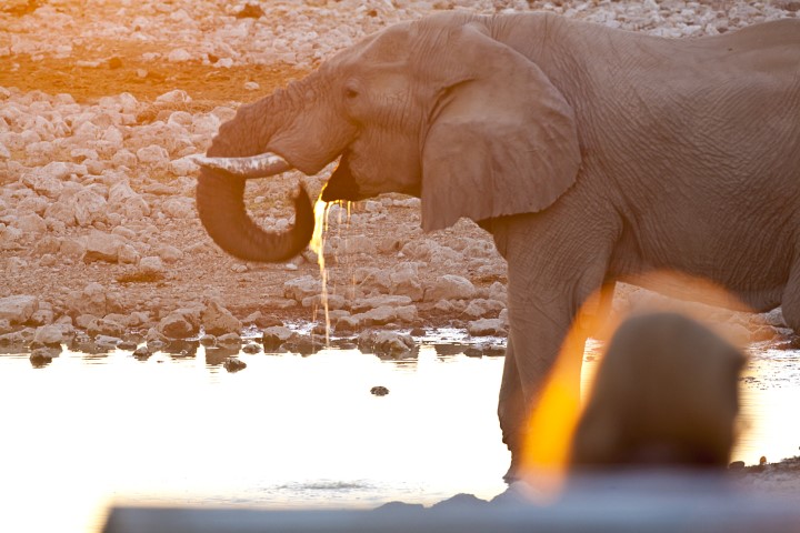 Okaukuejo elephant waterhole