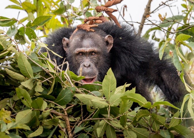 Chimp Lake Victoria