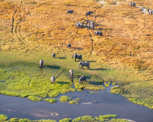  A stunning aerial view of the Okavango Delta, showcasing its vast network of winding waterways, lush greenery, and diverse wildlife. From above, the delta forms intricate patterns, while herds of elephants and other wildlife can be seen roaming freely. Experience the enchantment of an Okavango Delta safari, where you can witness the pristine beauty of this unique ecosystem and encounter majestic animals in their natural habitat. #OkavangoDeltaSafari #WildlifeEncounters #NaturalBeauty"